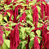 Love Lies Bleeding Tassel Flower Amaranth Red Cascade Flowers 1g - 1000 Seeds - Amaranthus Caudatus NON GMO