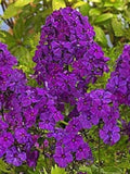 30+ Phlox Violet / Fragrant / Shade-Loving / Perennial / Flower Seeds. flower seeds