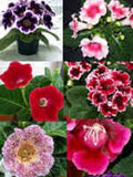 25+ Gloxinia Empress Mix / Flower Seeds. flower seeds