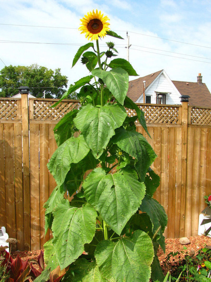BULK | 200 GIGANTEUS SUNFLOWER Seeds  |  Tall, Gigantic Bloom Size  |  12 feet Tall  |  High Germination | Fresh, Organic Seed seeds bulk
