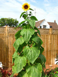 BULK | 200 GIGANTEUS SUNFLOWER Seeds  |  Tall, Gigantic Bloom Size  |  12 feet Tall  |  High Germination | Fresh, Organic Seed seeds bulk
