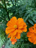Flower seeds "Orange little Cosmos" for the garden. 50 Seeds annual flower flower spore