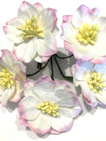 White And Pink Mulberry Paper Hellebores H002 flower spore