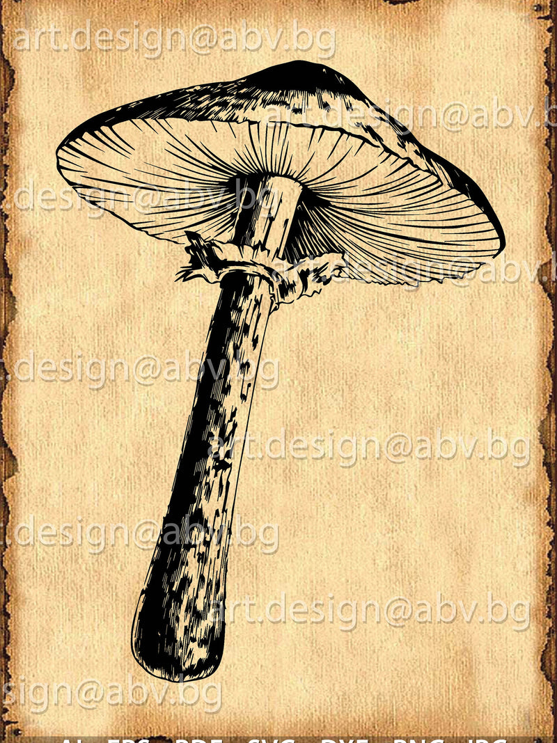 Mushroom Vector Graphic, Digital Download (ai, eps, png, pdf, svg, dxf, jpg) flower spore