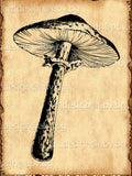 Mushroom Vector Graphic, Digital Download (ai, eps, png, pdf, svg, dxf, jpg) flower spore