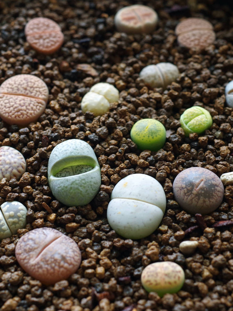 Lithops mix seeds [SEEDS ONLY] seeds bulk