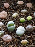 Lithops mix seeds [SEEDS ONLY] seeds bulk