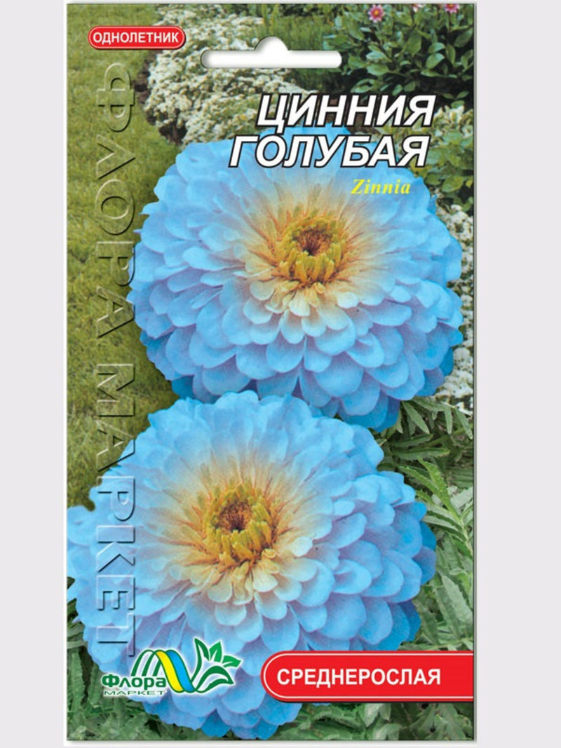 Zinnia haageana Blue Flower Seeds from Ukraine #764 flower seeds