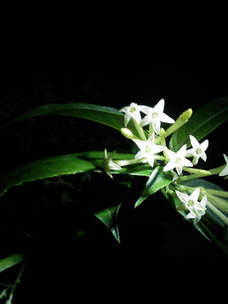 Cestrum nocturnum Fresh Organic Seed : Night Scented Jessamine Medicinal - Jasmine Scent, Strong Perfume FLOWER DELIVERY