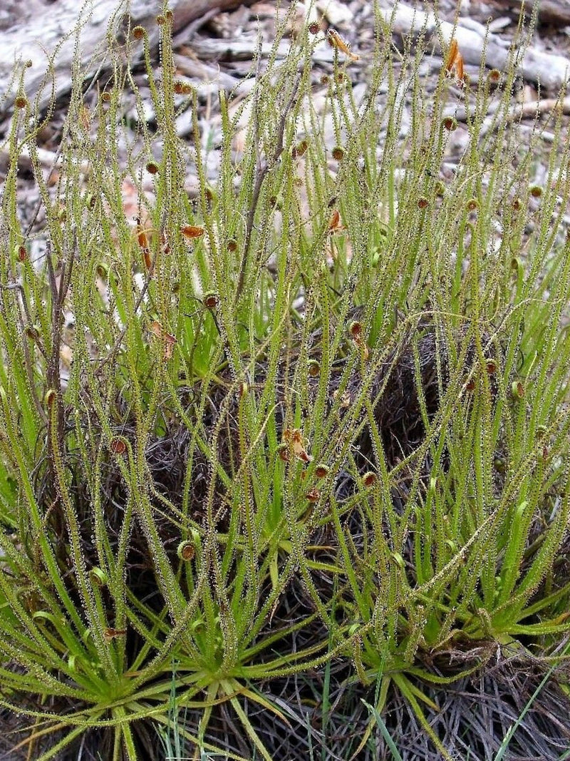 DROSOPHYLLUM LUSITANICUM Rare Unique Sundew, 5 Rare Seeds flower spore