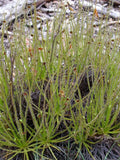 DROSOPHYLLUM LUSITANICUM Rare Unique Sundew, 5 Rare Seeds flower spore