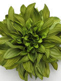 Large 6" Variegated Olive Green Dahlia Poly Silk Flower Brooch Pin silk flower
