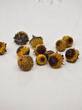 Acmella oleracea Flowers - 2025 Grown - Spilanthes Dried Flower Heads - Toothache Plant Dried Flowers - Dried Buzz Buttons - Herbal Medicine flower spore