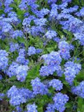 100 Pcs Chinese  Forget Me Not Flower Seeds- CYNOGLOSSUM BLUE- Cynoglossum amabile- Nomeolvides / (FL048) flower spore