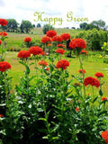Maltese Cross - Lychnis chalcedonica - 1110 SEEDS -  red perennial flower flower seeds