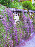 200 Pcs  Mixed Rockcress Cascading Seeds-Mat forming Perennial Ground Cover-AUBRIETA CULTORUM / (FL084) seeds bulk