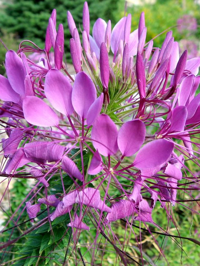 100 Pcs  Cleome  Pink Queen Flower seeds- Spider Flower- CLEOME HASSLERIANA/ (FL101) flower spore