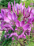 100 Pcs  Cleome  Pink Queen Flower seeds- Spider Flower- CLEOME HASSLERIANA/ (FL101) flower spore