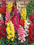 200+ Pcs Snapdragon Tetra Mixed Color Flower Seeds- Annual for sun-ANTIRRHINUM MAJUS /  (FL106) flower spore