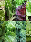 10 Pack Organic Seed Kit - Heirloom, Open Pollinated, Non GMO - Grow Indoors, Outdoors, In Pots, Grow Beds, Soil, Hydroponics & Aquaponics seeds bulk