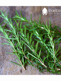 HERB | ROSEMARY | 100 Seeds | Meats, sauces, bread, soups, stews | High Germination | Fresh, High Quality Seed seeds bulk