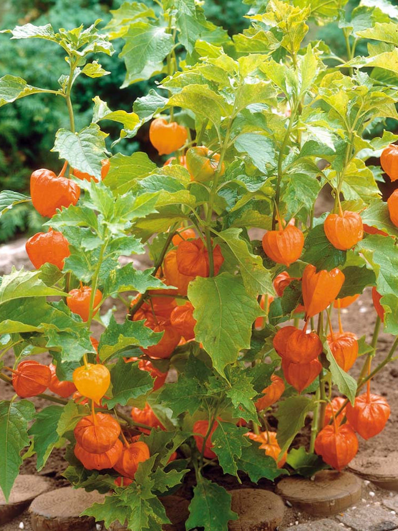 50 Pcs   Chinese Lantern Flower Seeds-Physalis Franchetti- Physalis Alkekengi- Beautiful Perennial / (FL139) FLOWER DELIVERY