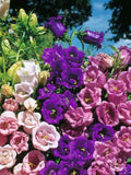 200 Cup and Saucer mix Flower Seeds- Canterbury Bells Biennial Flower- Campanula Medium-Add Grace to your Garden (FL340) flower spore