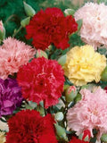 100 Pcs  Giant Chabaud Carnation Mix annual Flower Seeds- DIANTHUS CARYOPHYLLUS chabaud mix / (FL149) seeds bulk