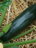 Squash Seeds - Organic, Heirloom, Open Pollinated, Non GMO - Grow Indoors, Outdoors, In Pots, Grow Beds, Soil, Hydroponics & Aquaponics seeds bulk