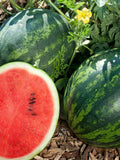 Watermelon Sugar Baby Seeds - Organic, Heirloom, Open Pollinated, Non GMO - Grow Indoor, Outdoor, In Grow Beds, Hydroponics, Aquaponics seeds bulk