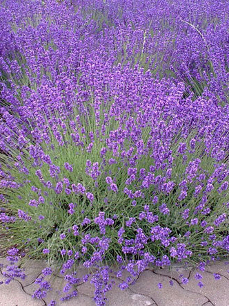 200 Pcs   English  Lavender Seeds- Organic  Non GMO-Avandula angustifolia/ (P024) seeds bulk