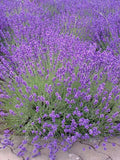 200 Pcs   English  Lavender Seeds- Organic  Non GMO-Avandula angustifolia/ (P024) seeds bulk
