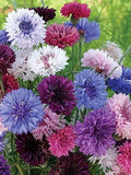 100+ Mixed Double Bachelor Button Flower Seeds- Centaurea Cyanus Beauty-B051 flower spore