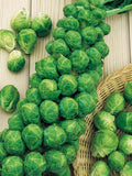 100+ Organic Brussels Sprout Vegetable Seeds-  Sweet Brussel's Sprout Vegetable- Heirloom Variety- Brassica Oleracea--A003 flower spore