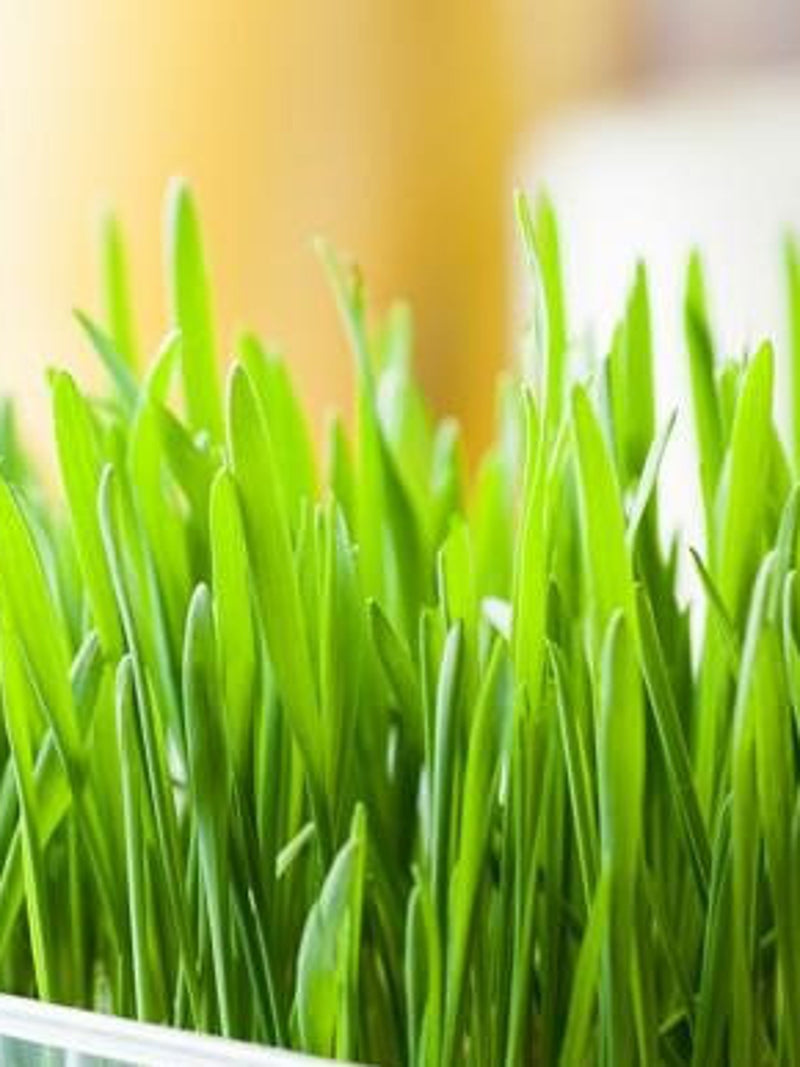 200 Organic Cat grass seeds- Non GMO Wheat Grass Seeds- Your cat would love this!--G029 flower spore