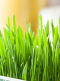 200 Organic Cat grass seeds- Non GMO Wheat Grass Seeds- Your cat would love this!--G029 flower spore