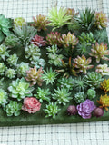 Artificial Succulent Plants,Fake Bonsai Potted Plant, Simulation Flower Home Decoration faux plants