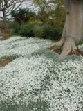 100Pcs Snow In Summer Flower Seeds- CERASTIUM TOMENTOSUM- Drought tolerant flowers with silvery foliage and a prolific spreading Habit/FL177 flower spore