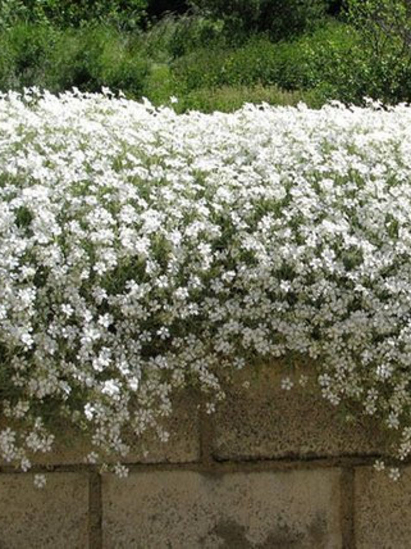 200 Pcs Snow In Summer Flower Seeds- Cerastium Tomentosum-prolific spreading  drought tolerant flowers--FL377 flower spore