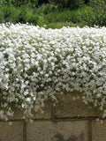200 Pcs Snow In Summer Flower Seeds- Cerastium Tomentosum-prolific spreading  drought tolerant flowers--FL377 flower spore