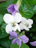 White-Flowered Blue Violet ~Viola sororia 'Alba' Seeds~ Native Wildflower ~ aka Lesbian Flower ~ Purple Meadow Violet~ Woolly, Hooded Wood seeds bulk