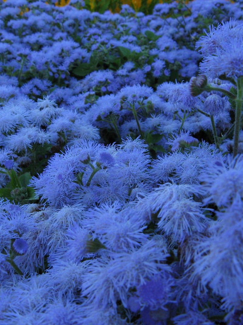 100Pcs  Blue Floss Flower Seeds-Dwarf Blue-True Blue-AGERATUM HOUSTONIANUM / (FL123) FLOWER DELIVERY