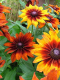 200Pcs  Rudbeckia Black Eyed Susan Mix Flower Seeds-- Golden Coneflower /Rudbeckia Hirtia/(FL333) flower seeds
