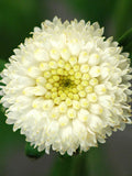 100 Pcs  Rare Beautiful Blossom White Snowball Flower Seeds-Chrysanthemum Tanacetum Parthenium./  (FL134) flower spore