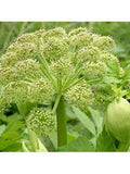 50+ Garden Angelica Flower Plant seeds- Holy Ghost Archangelica Flower-Wild Celery- Biennial Norwegian Angelica---B002 flower spore