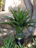 Sansevieria Plant - artificial agave-artificial plant-green colorÐ with decorative black pot faux plants