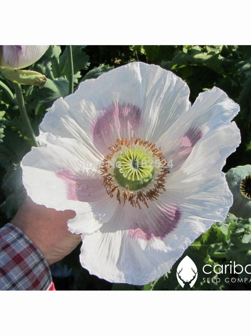 PERENNIAL | GIGANTHEMUM (Giant) Poppy | 350-400 Seeds | Pastel Blooms in Apricot, Gold, Tangerine, White | Papaver | Fresh Seed flower seeds