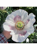 PERENNIAL | GIGANTHEMUM (Giant) Poppy | 350-400 Seeds | Pastel Blooms in Apricot, Gold, Tangerine, White | Papaver | Fresh Seed flower seeds