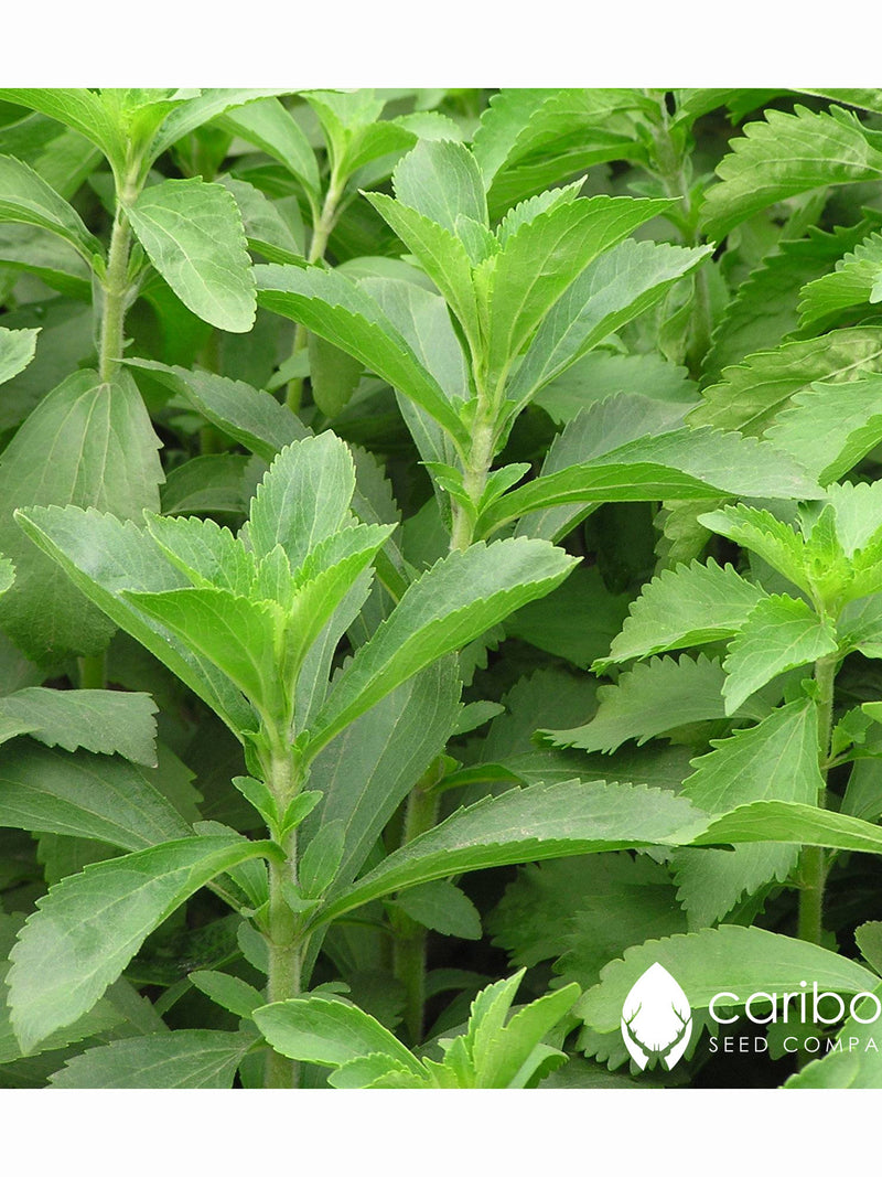 HERB | STEVIA | 50 Organic Herb Seeds | Natural Sweetener, Medicinal Tea | Fresh Herb Seed | High Quality Seed | Great Germination seeds bulk