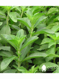 HERB | STEVIA | 50 Organic Herb Seeds | Natural Sweetener, Medicinal Tea | Fresh Herb Seed | High Quality Seed | Great Germination seeds bulk